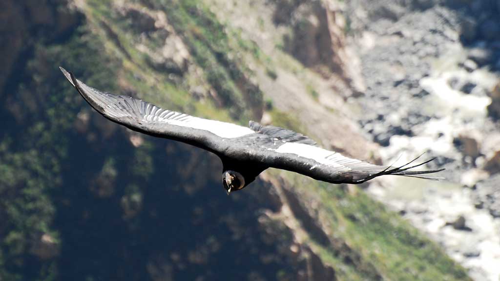Flight of Condor