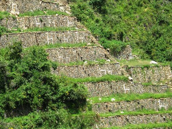 the great wall of llamas - Choquequirao