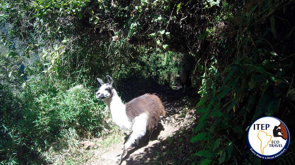 Salkantay and Inca Trail in 7 days - Salkantay and Inca Trail in 7 days
