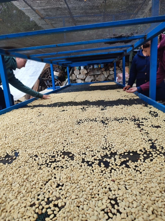 Coffe tour in Lucmabamba - 2-day Inca Trail by Llaqtapata starting on August 25th 2026