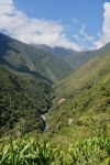 Amazon jungle