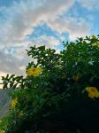 Flowers in the Inca Jungle