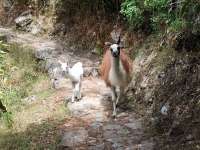 Lamas on Inca Trail