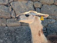 Llama at Machu Picchu