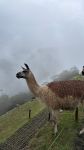 Llama at Machu Picchu