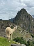 Llama on Machu Picchu tour