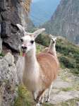 Llamas in Machu Picchu
