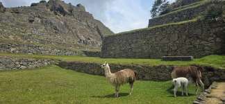 Llamas in the citadel of Machu Picchu