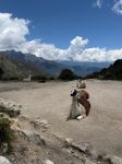 Llamas on Machu Picchu