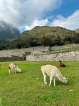 Llamas on the Machu Picchu citadel