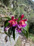 Orchids on the Inca Trail