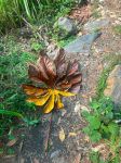 Vegetation in the Inca Jungle