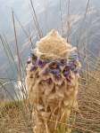 Vegetation on the Inca Trail