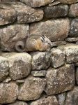 Vizcacha on Machu Picchu