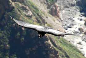 Chonta - Flight of the Condor