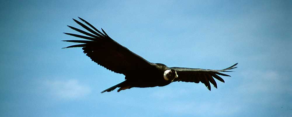 Flight of the Condor