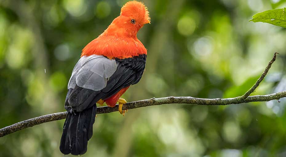 Day 1: CUSCO (3,300 M.A.L.) - CLOUD FOREST (1,700 M.A.L.) - AMAZON MANU LODGE (400   M.A.L.)