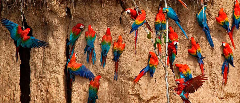Day 2: AMAZON MANU LODGE - CLAY LICK  ZIP LINE - MACHUWASI LAKE NIGHT WALK