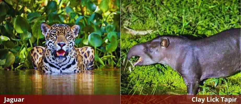 Day 3: PAPAYA ECO LODGE - CAMUFLAGE HOUSE (CLAY LICK TAPIR)